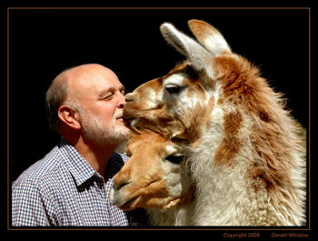 Richard Hart and llamas